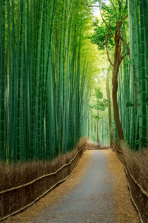 Bamboo Path Kieran Stone