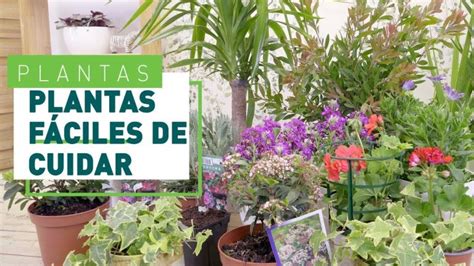 Plantas Para Macetas Exterior Resistentes Actualizado Mayo 2024