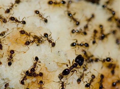 Argentine Ant Identification Prevention And Control Information