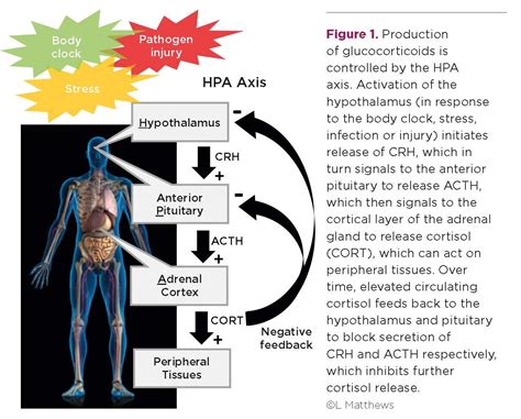 Glucocorticoids Restoring Balance During Stress Society For