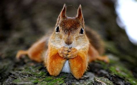 Сьогодні 24 жовтня,день Пилипа - про що в цей у день "розказують" білки ...