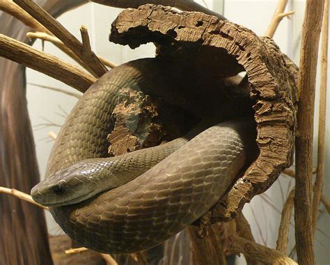 Amazing Black Mamba Snake Black Mamba Facts Photos Information