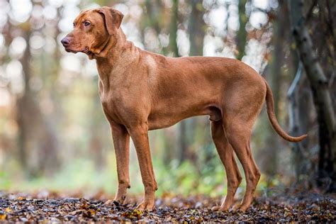 Are Rhodesian Ridgebacks Native To Africa