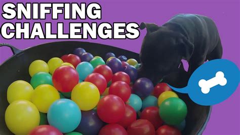 Sniffing Confidence Building And The Ball Pit Challenge Youtube