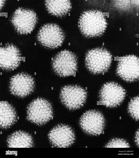 Transmisson Electron Fotograf As E Im Genes De Alta Resoluci N Alamy