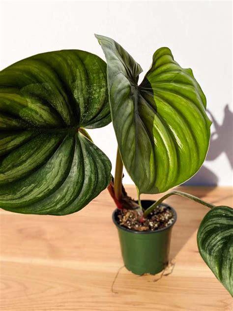 All Philodendron Kens Philodendrons