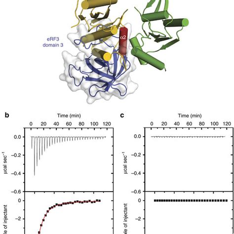 The Rnase H Domain Of Momlv Rt Outcompetes Erf3 For Binding To Erf1