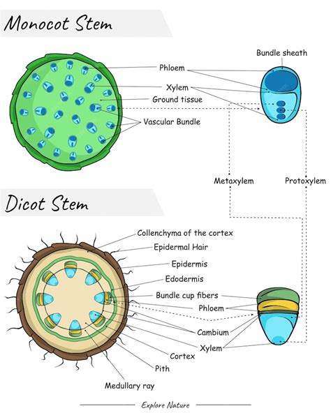 Anatomia Do Caule Monocotiledônea E Caule Dicotiledônea Vetor Premium