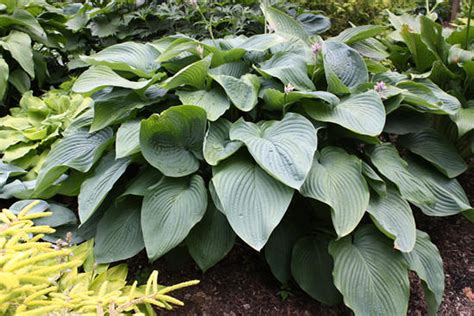 Shadowland® Empress Wu Hosta | Plant Addicts