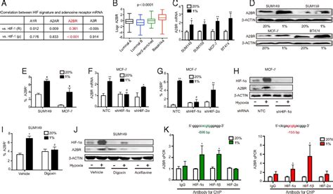 Hypoxia Inducible Factor 1 Dependent Expression Of Adenosine Receptor 2b Promotes Breast Cancer