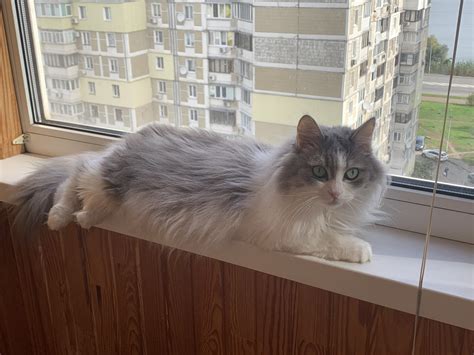 Кошка Пушина | Пикабу