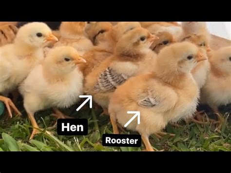 10 Amazing Ways Of Sexing Chickens How To Tell A Rooster From A Hen Poultry Feed Formulation