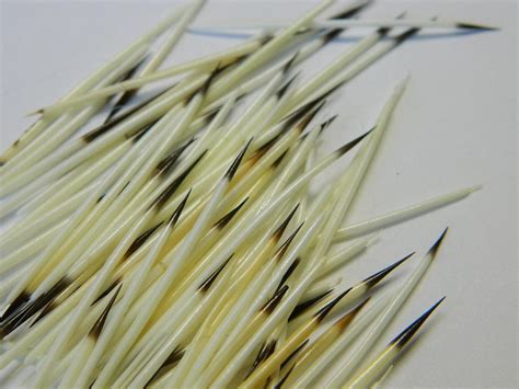 10/25 North American Porcupine Quills Craft Sized Real - Etsy