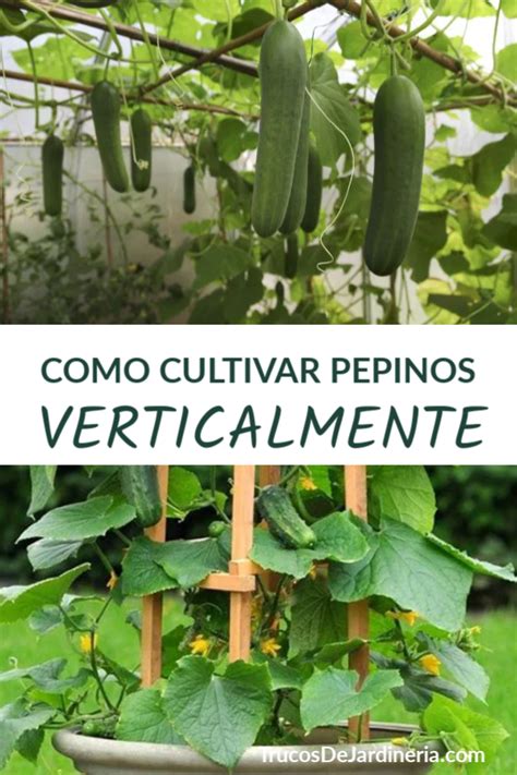 Como Cultivar Pepinos Verticalmente Sembrar Pepino Cultivo De