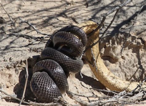 Remarkable sighting: Cape cobra versus mole snake - Africa Geographic