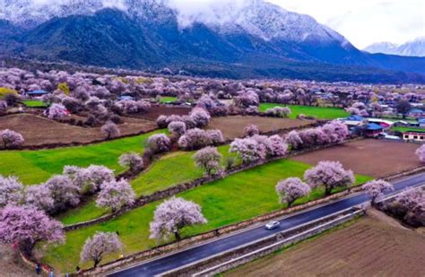 西藏林芝：春到雪域江南 桃花深处做“文章”荔枝网新闻