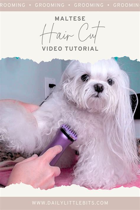 how to trim maltese hair on face