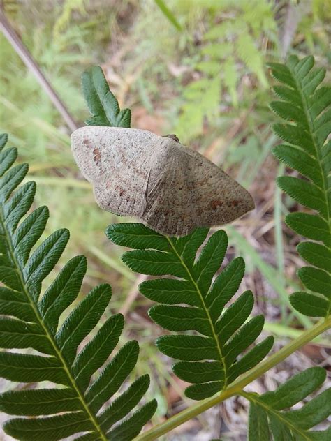 Pomaderris Moth From Brisbane QLD Australia On January 15 2024 At 03