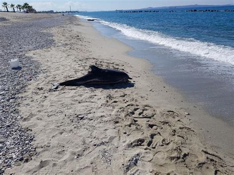 Delfino Spiaggiato Sulla Costa Del Messinese Tirrenico Foto Strettoweb