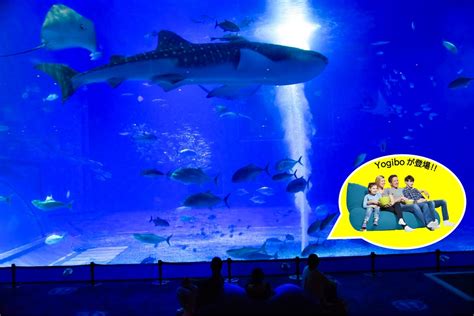 美ら海ナイトアクアリウムを開催！ お知らせ 沖縄美ら海水族館 沖縄の美ら海を、次の世代へ。