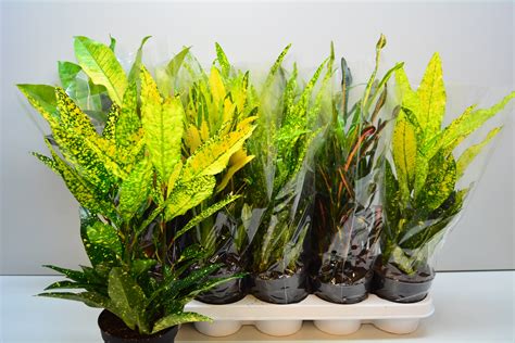 Кратон Цветок Фото – Telegraph