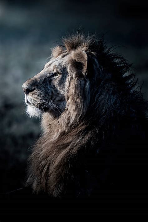 lion portrait masai mara profile - Photographic print for sale