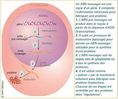 Les étapes de l expression d un gène Site des ressources d ACCES pour
