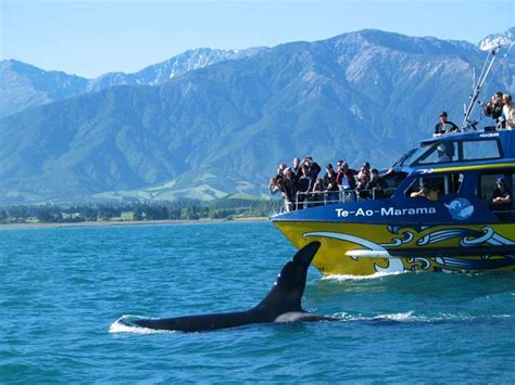 Whale Watch Kaikōura – Tourist industry – Te Ara Encyclopedia of New ...