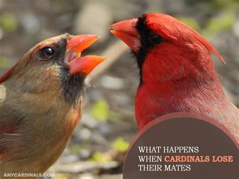 Are Cardinals Monogamous? Any Cardinals