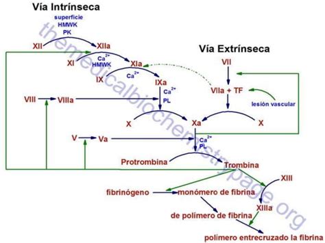 Esquema De Coagulaci N Ppt