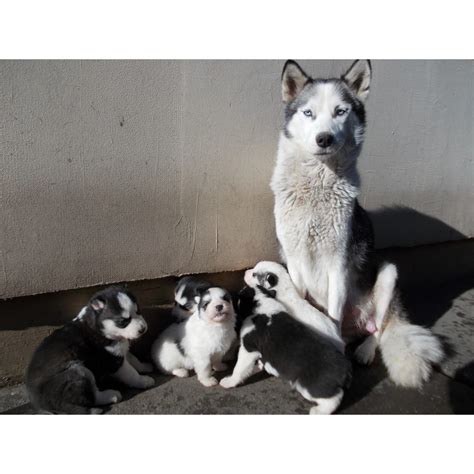 Catei HUSKY Siberian | arhiva Okazii.ro