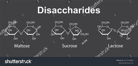 Chemical Illustration Disaccharides Maltose Sucrose Lactose Stock