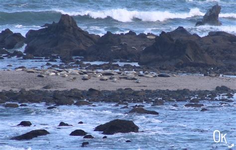 Cape Arago State Park in Oregon | OK Which Way