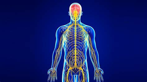 Unit 5- Nervous System - Ms. Mogavero's Science