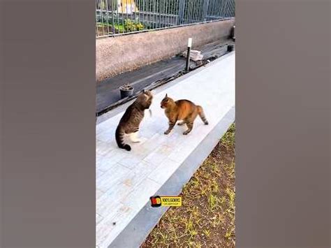 Драка котов😂 - YouTube