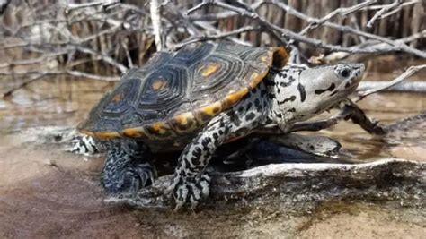 Diamondback Terrapin Care: A Detailed Guide for Beginners!