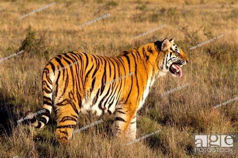 South Africa Private Reserve Bengal Tiger Panthera Tigris Tigris Flehmen Response Stock