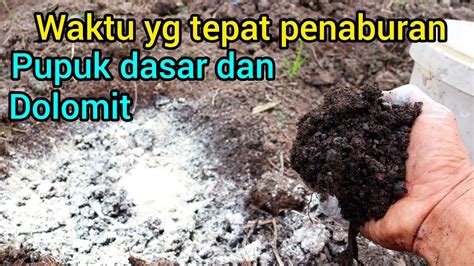 Cara Dan Waktu Yg Tepat Penaburan Pupuk Dasar Dan Dolomit Pada Lahan