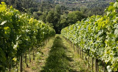 Enoturismo Da Rota Dos Vinhos Verdes De Portas Abertas