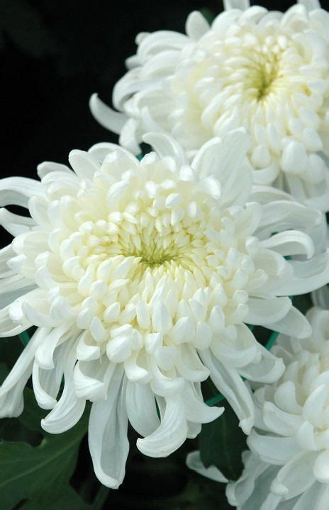 White Chrysanthemums White Chrysanthemum Chrysanthemum Flower