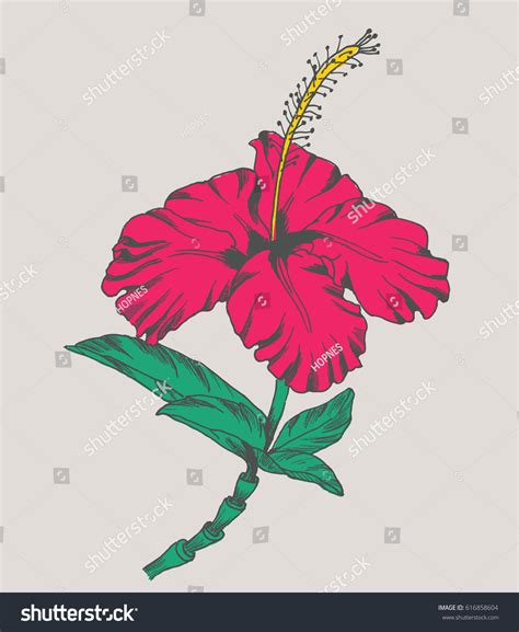 Hand Drawn Hibiscus Flower Stock Vector Royalty Free 616858604