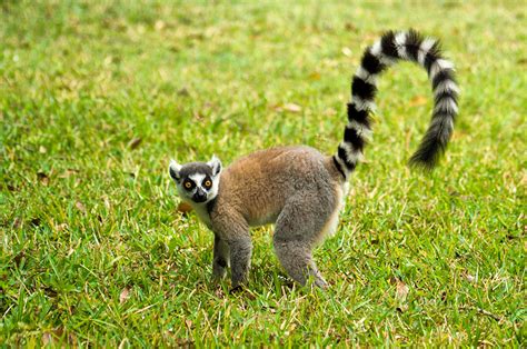 Leaping Lemurs in Madagascar | Goway Travel