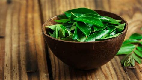 Curry Leaves For Hair How To Make Curry Leaves Hair Oil At Home Healthshots