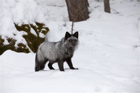 Silver Fox in Snow stock photo. Image of claws, teeth - 8609196