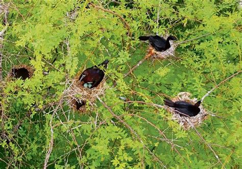 Fewer water birds nesting at Surajpur wetland : The Tribune India