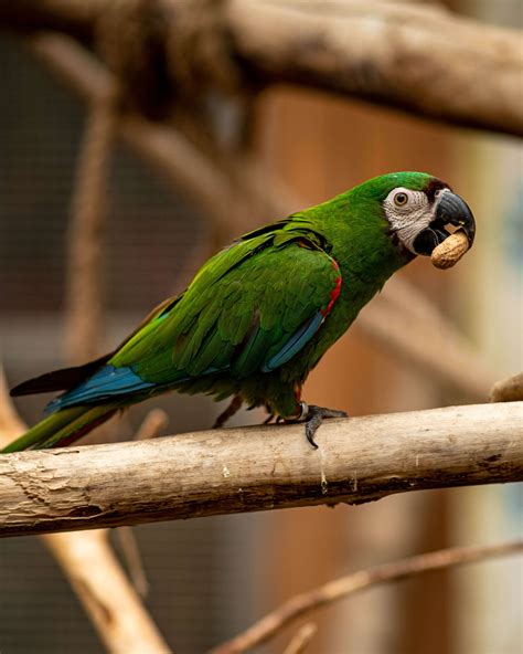 Illigers Macaw Paphos Zoo