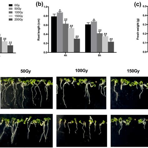 The Effects Of Carbon Ion Beam Irradiation On Arabidopsis Seeds A The