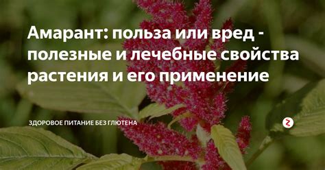 Амарант: польза или вред - полезные и лечебные свойства растения и его ...