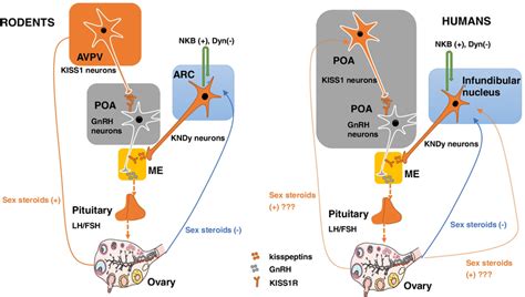 Schematic Diagram Showing How Kisspeptin Regulates Download