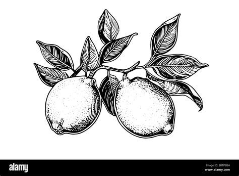 Hand Drawn Ink Sketch Vector Illustration Of Lemon Citrus In Engraving Style Vector